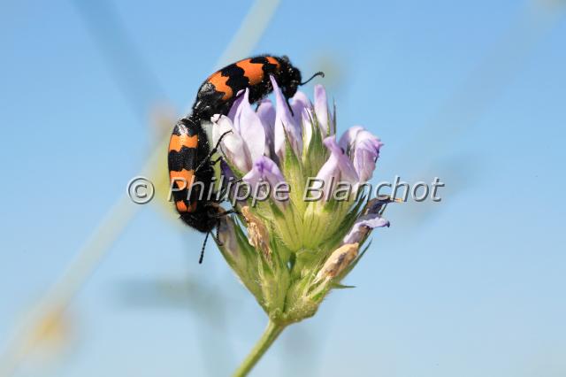 trichodes alvearius.JPG - Trichodes alveariusClairon commun (accouplement)Bee-hive beetleColeoptera, CleridaeFrance